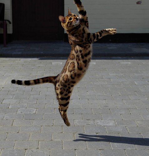  ο γάτος-superstar του internet