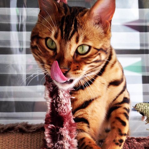  ο γάτος-superstar του internet