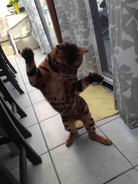  ο γάτος-superstar του internet