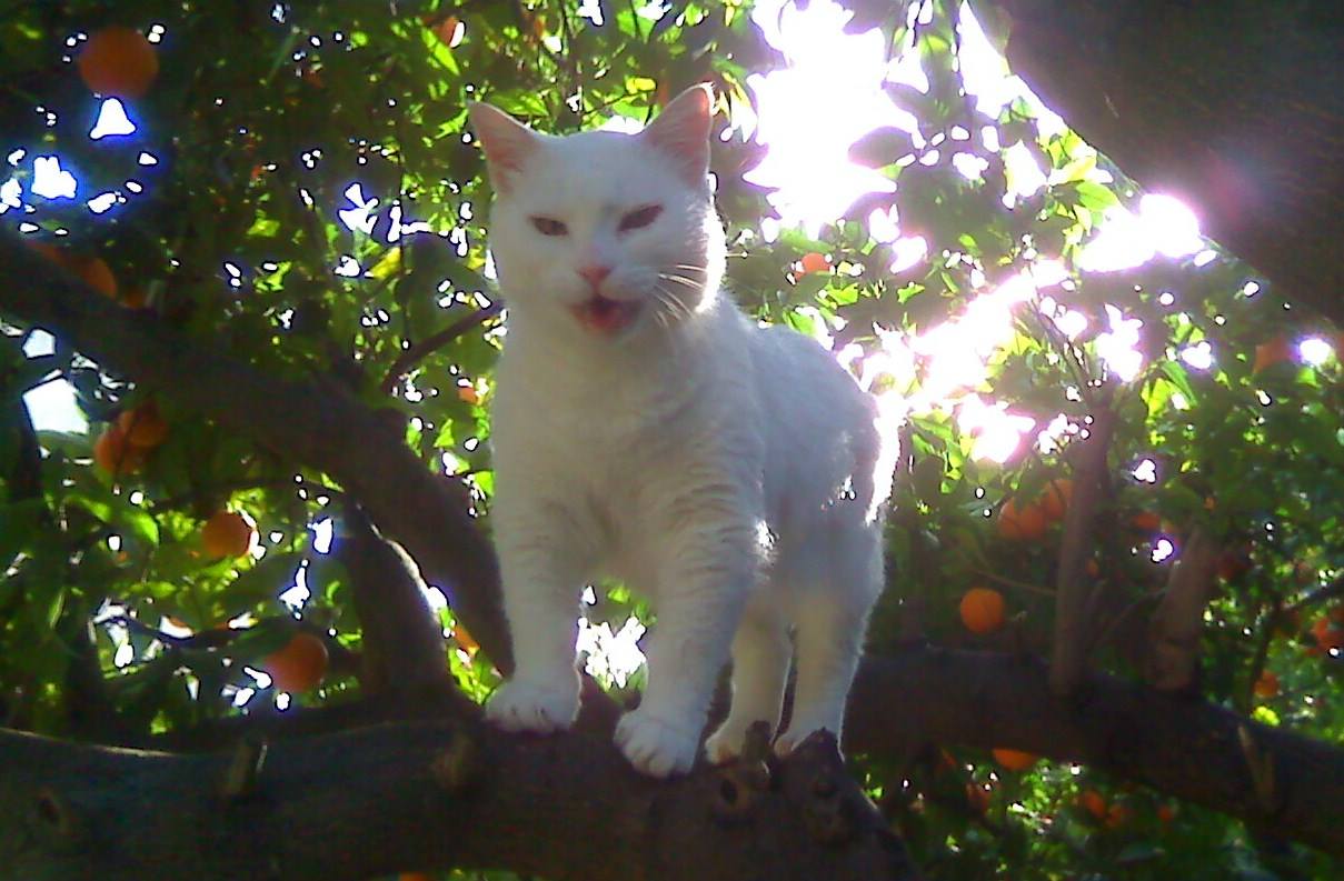 © Elena Kalantzi / Η Ασπρούλα © Elena Kalantzi / Η Ασπρούλα