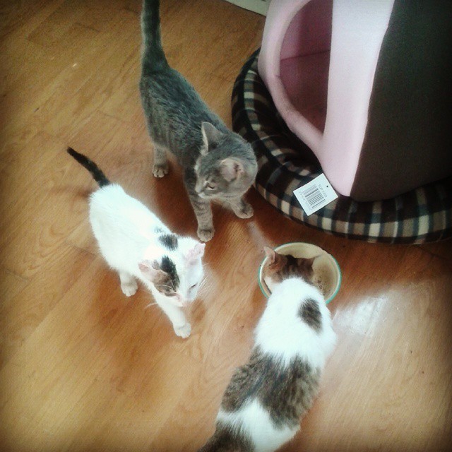 Η οικογένεια με τις 10 γάτες Η οικογένεια με τις 10 γάτες