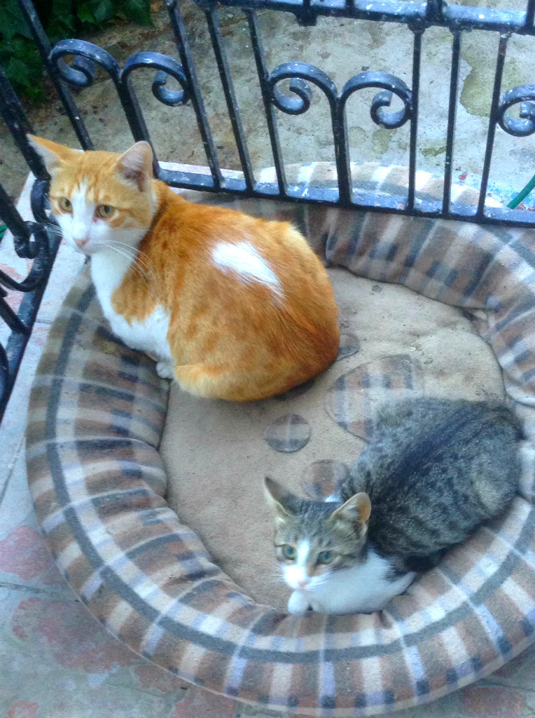 Η οικογένεια με τις 10 γάτες Η οικογένεια με τις 10 γάτες