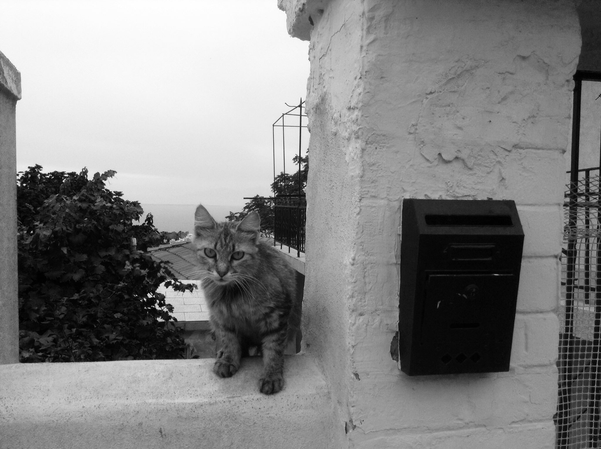 Η οικογένεια με τις 10 γάτες