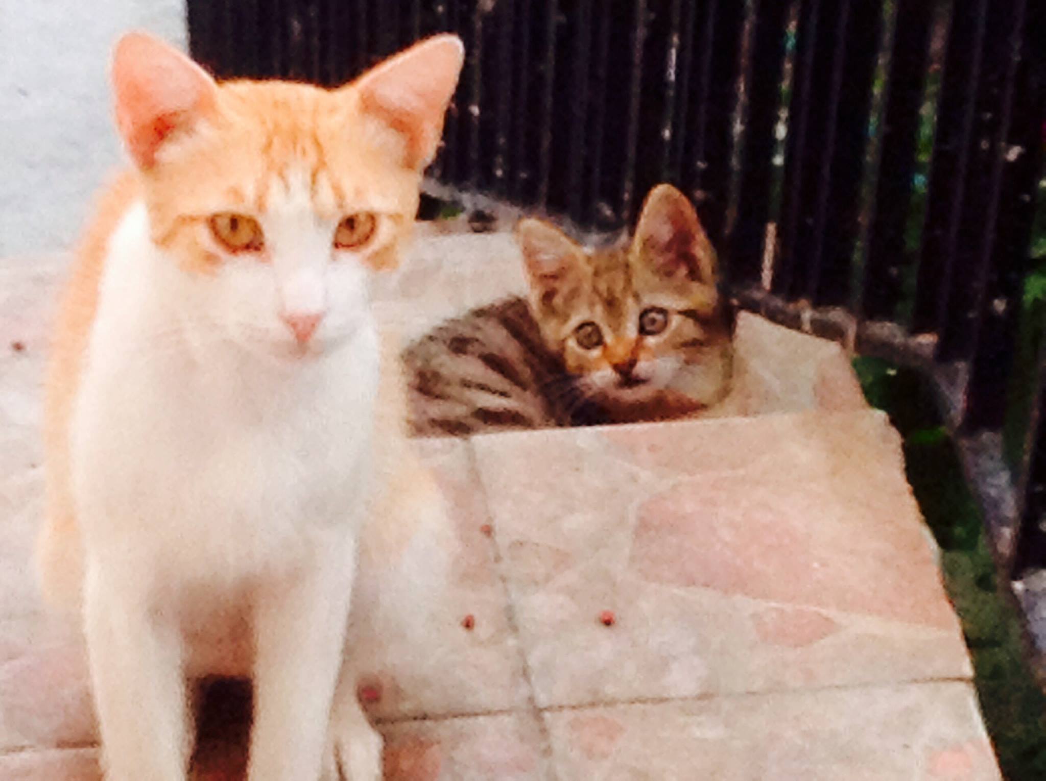 Η οικογένεια με τις 10 γάτες Η οικογένεια με τις 10 γάτες