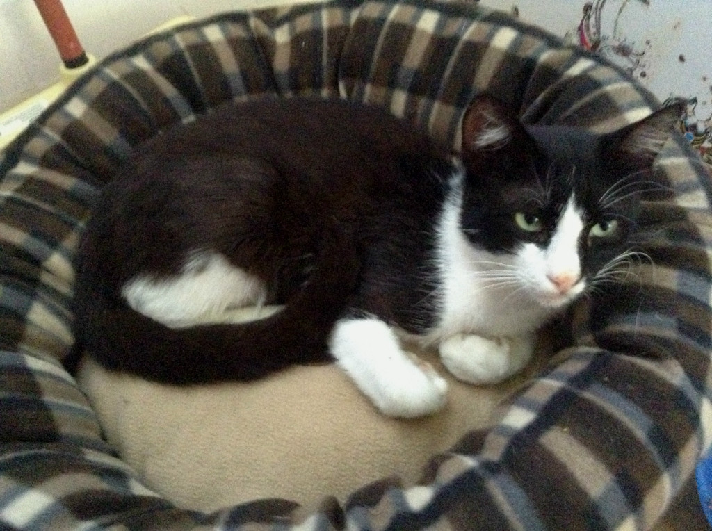 Η οικογένεια με τις 10 γάτες Η οικογένεια με τις 10 γάτες