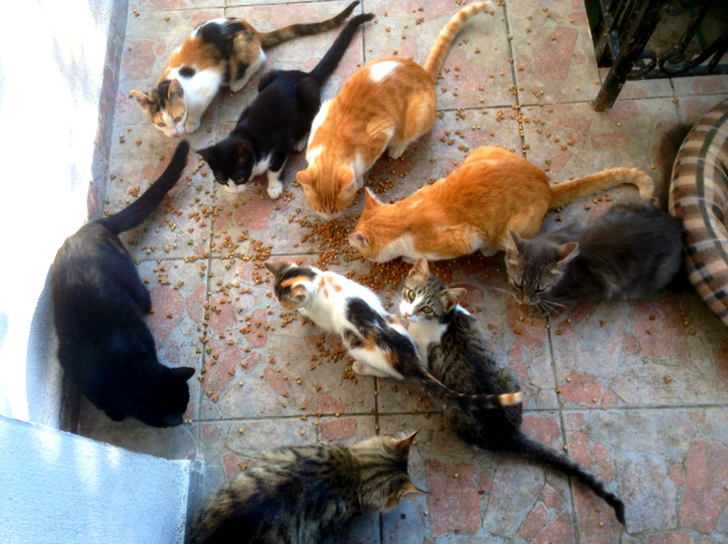 Η οικογένεια με τις 10 γάτες