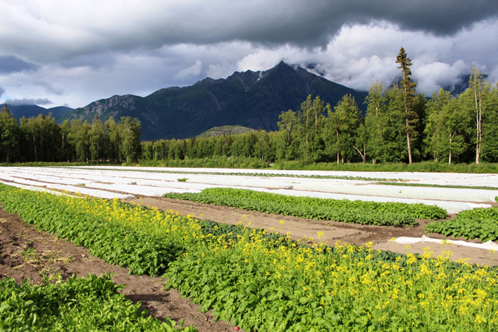 Η Φάρμα του Ρέμπελ