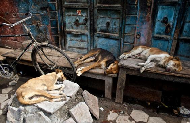 Udaipur, India «Homeless dogs». Hana Peskova / Photocrowd.com