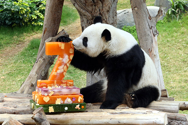 Η «υπέροχη» Τζιά Τζιά έζησε 38 χρόνια Η «υπέροχη» Τζιά Τζιά έζησε 38 χρόνια