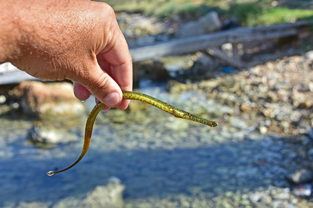 ΤΡΟΠΙΚΟ ΕΜΦΑΝΙΣΤΗΚΕ ΨΑΡΙ ΣΤΟ ΝΑΥΠΛΙΟ