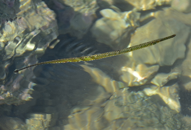 ΤΡΟΠΙΚΟ ΕΜΦΑΝΙΣΤΗΚΕ ΨΑΡΙ ΣΤΟ ΝΑΥΠΛΙΟ