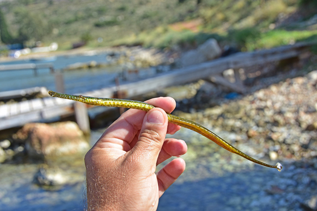 ΤΡΟΠΙΚΟ ΕΜΦΑΝΙΣΤΗΚΕ ΨΑΡΙ ΣΤΟ ΝΑΥΠΛΙΟ