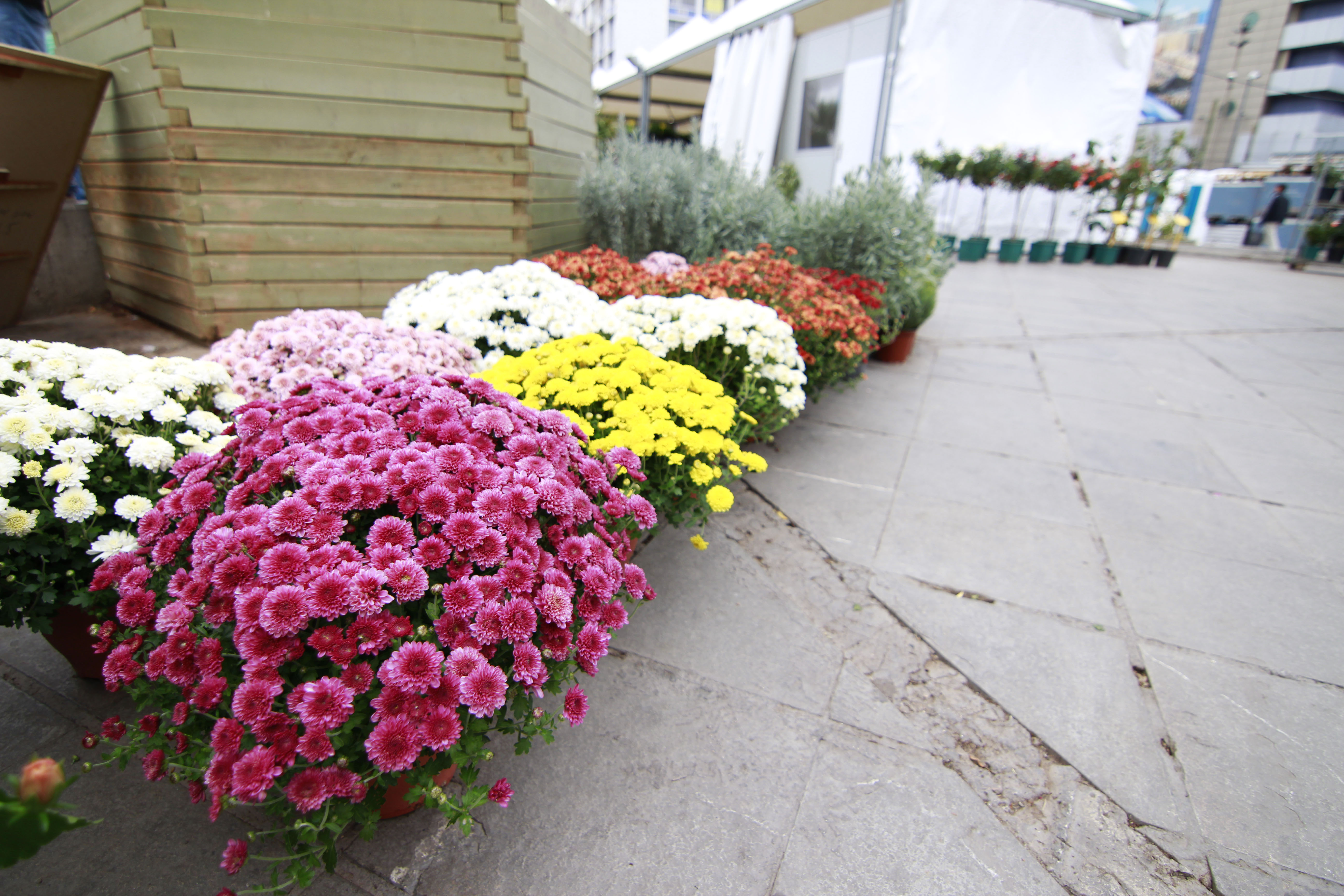 Κάνε το μπαλκόνι σου (και την Αθήνα) πιο όμορφο