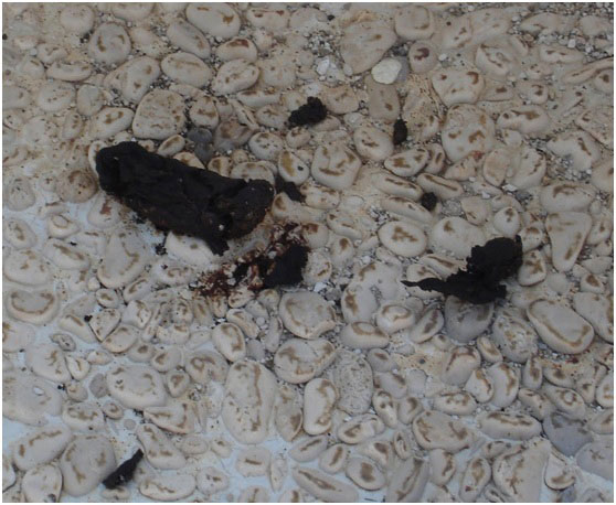 Είστε φιλότεχνοι ή γίδια;