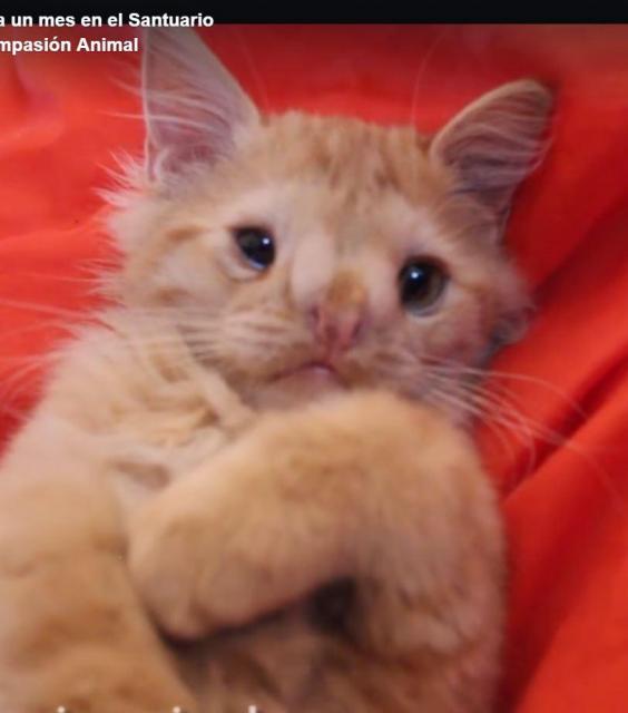 Είναι πραγματικά κακάσχημο αυτό το γατάκι; 