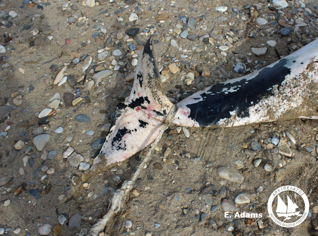 Άγρια δολοφονία δελφινιού στα Δωδεκάνησα