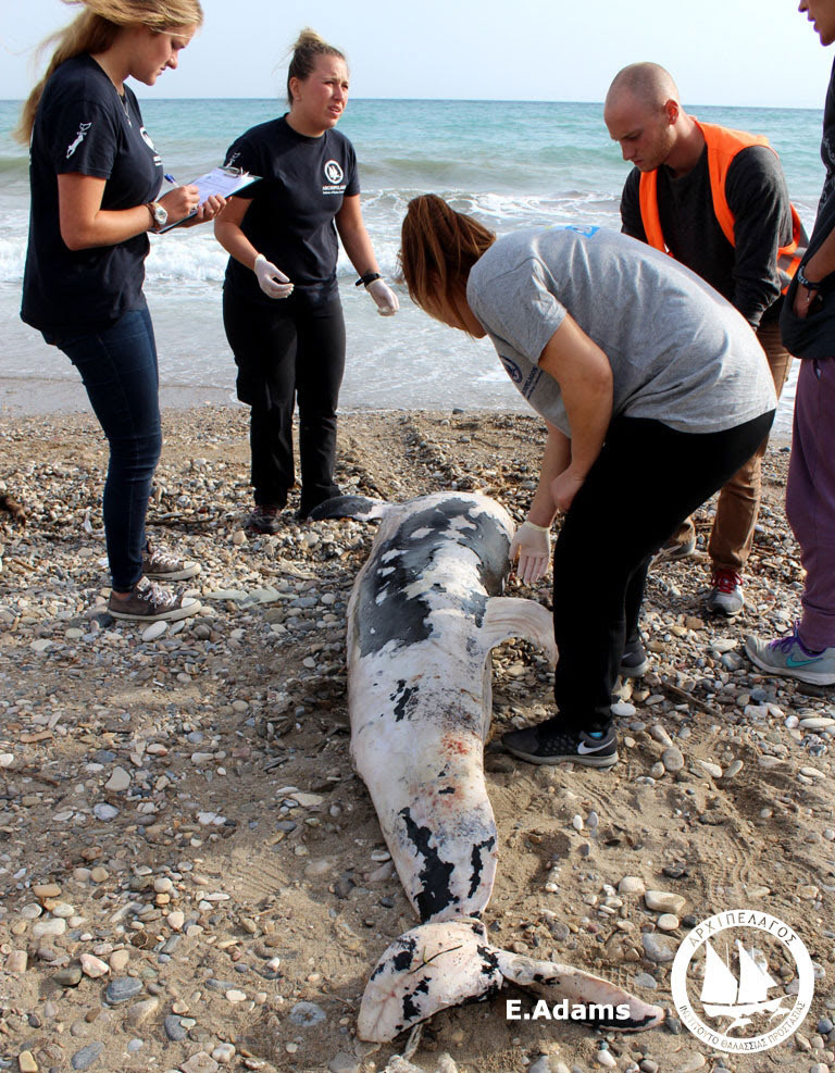 Άγρια δολοφονία δελφινιού στα Δωδεκάνησα