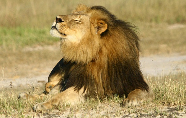  Το Λιοντάρι σύμβολο της Ζιμπάμπουε