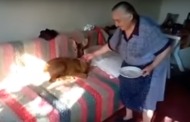 Το ζαρκάδι και η γιαγιά από το Αγρίνιο είναι αχώριστοι 