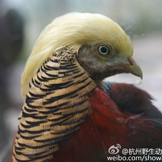 φασιανός Τραμπ φασιανός Τραμπ