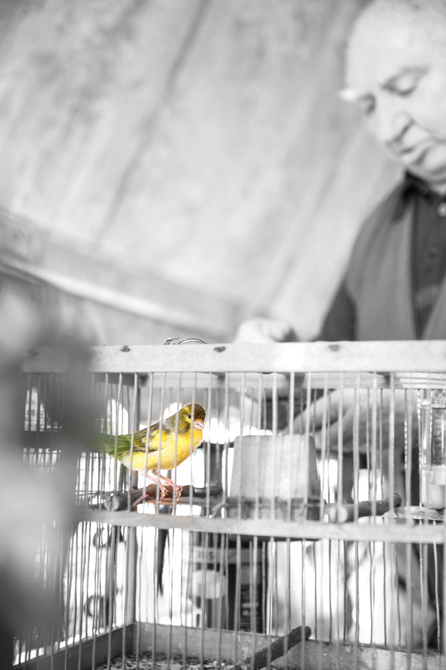 To μπαλκόνι που κελαηδάει