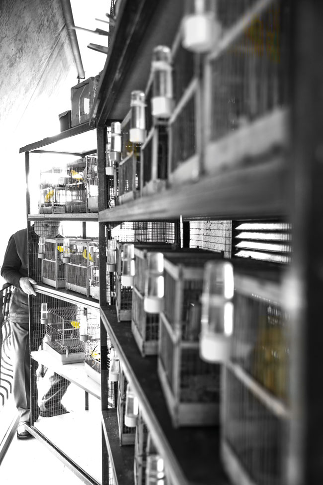 To μπαλκόνι που κελαηδάει