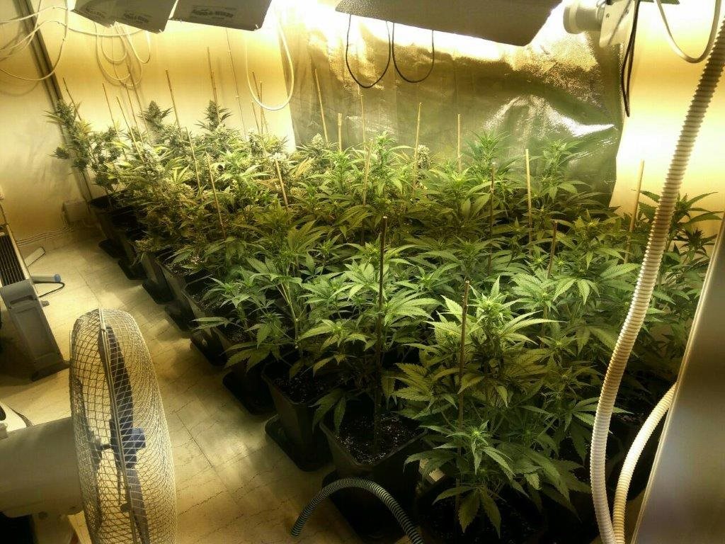  Η ΕΛΑΣ εξάρθρωσε τεράστια οργάνωση εμπορίας/ διακίνησης ναρκωτικών