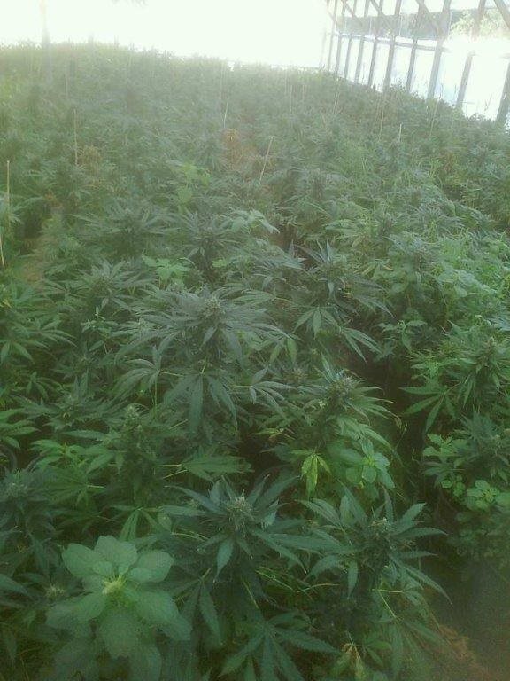  Η ΕΛΑΣ εξάρθρωσε τεράστια οργάνωση εμπορίας/ διακίνησης ναρκωτικών