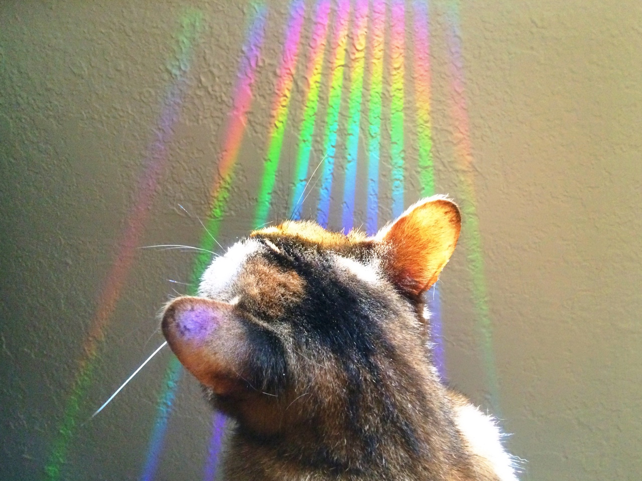 Η Erika Mugglin φωτογραφίζει μόνο ό,τι έχει από 7 χρώματα και πάνω