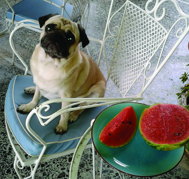 Ο σκύλος Φρειδερίκος που προς τιμήν του και ομώνυμο βαφτίστηκε το μπαρ.