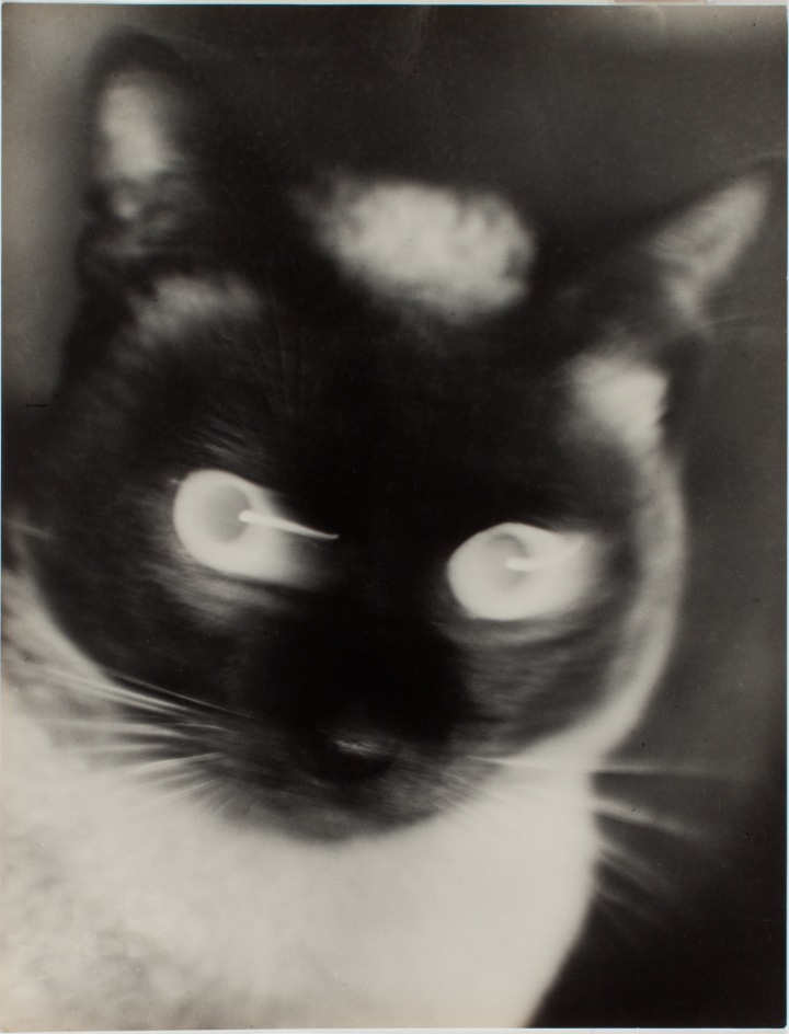 Otto Umbehr, “Katz” – Γάτα, 1927