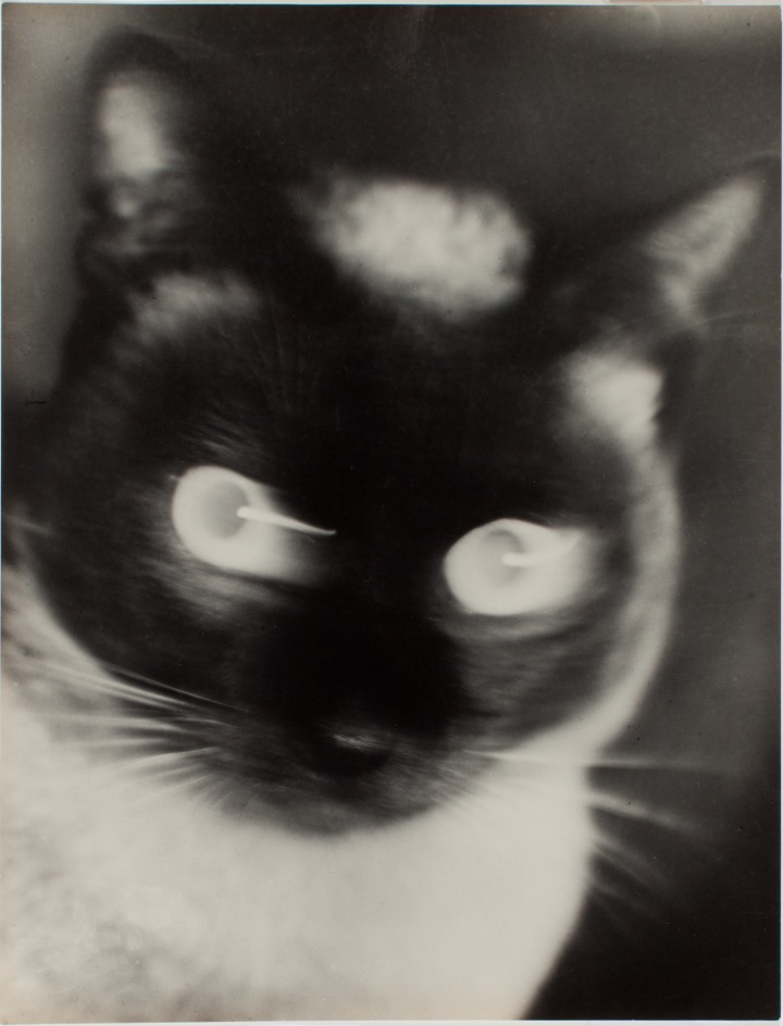 Otto Umbehr, “Katz” – Γάτα, 1927 Otto Umbehr, “Katz” – Γάτα, 1927