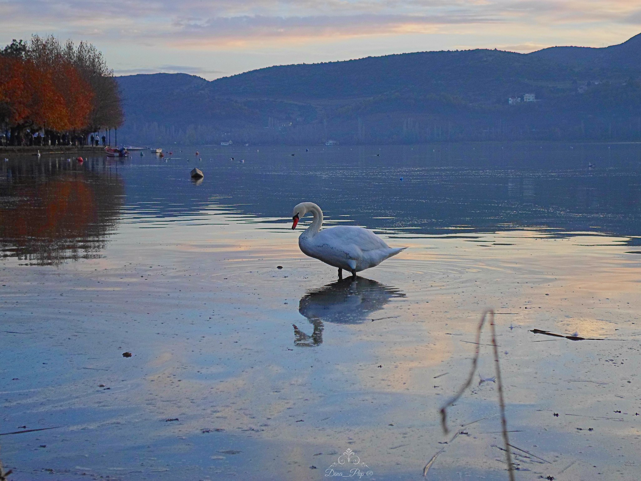© Dina Papageorgiou / Καστοριά © Dina Papageorgiou / Καστοριά
