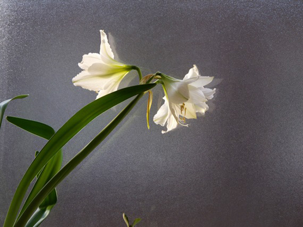 Μαρία Οικονομοπούλου, «Ένα τόσο τρυφερό τίποτα» στο Ολλανδικό Ινστιτούτο Αθηνών