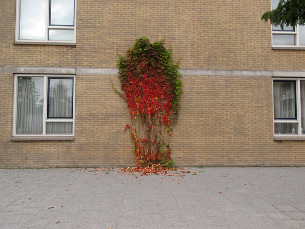 Μαρία Οικονομοπούλου, «Ένα τόσο τρυφερό τίποτα» στο Ολλανδικό Ινστιτούτο Αθηνών