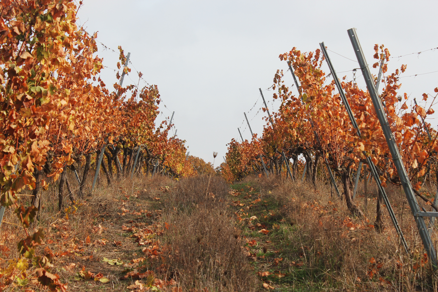 Τα αμπέλια του οινοποιείου Arkadia