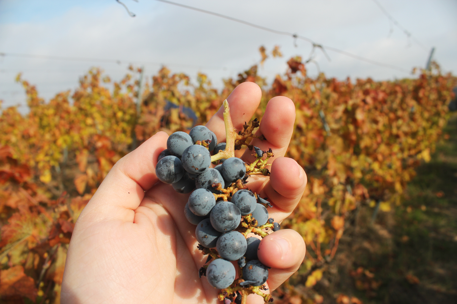 Τα σταφύλια καλλιεργούνται εδώ με απολύτως φυσικό τρόπο. Το μόνο που χρησιμοποιείται για την αποφυγή των εντόμων είναι θειάφι 