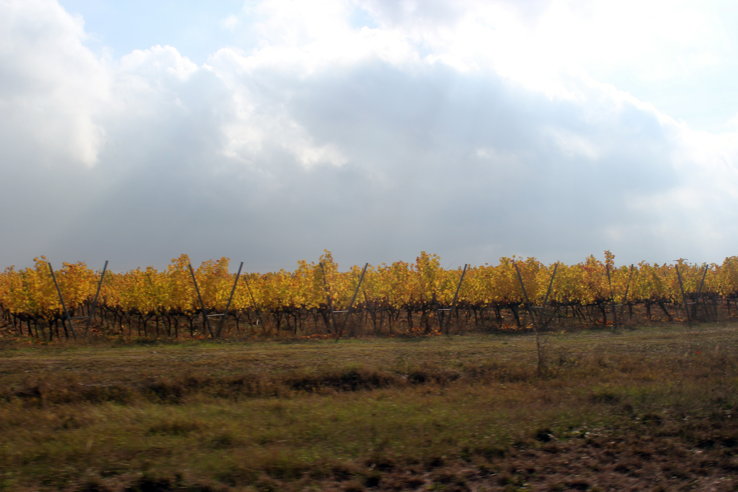 Όσο μακριά κι αν προσπαθούμε να κοιτάξουμε, βλέπουμε μόνο αμπέλια και ουρανό