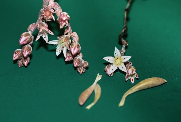 Νέο και σπάνιο φυτό παίρνει το όνομα του Jimi Hendrix Νέο και σπάνιο φυτό παίρνει το όνομα του Jimi Hendrix