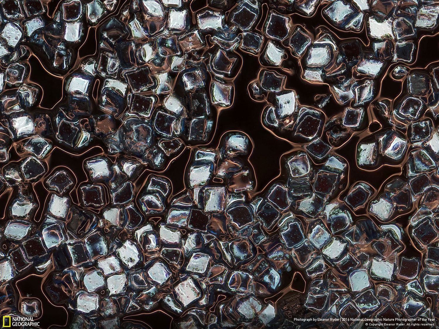 Toxic Vanity // Photo and caption by Eleanor Ryder Toxic Vanity // Photo and caption by Eleanor Ryder