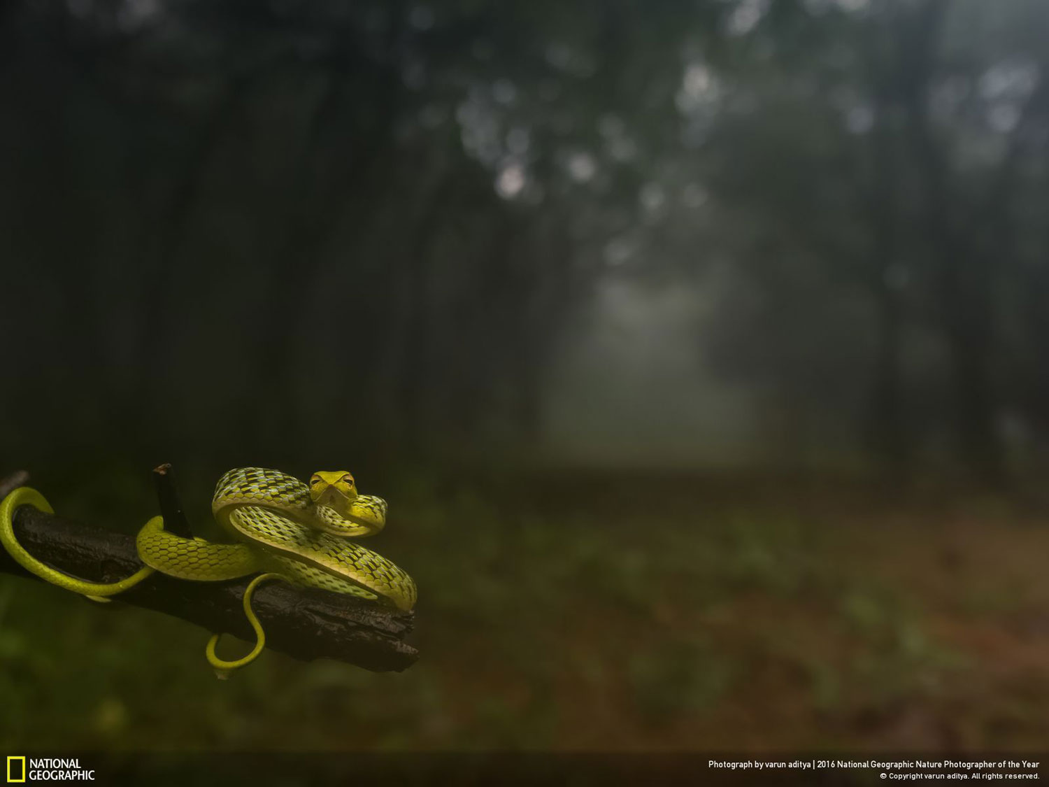 DRAGGING YOU DEEP INTO THE WOODS! // Photo and caption by varun aditya DRAGGING YOU DEEP INTO THE WOODS! // Photo and caption by varun aditya