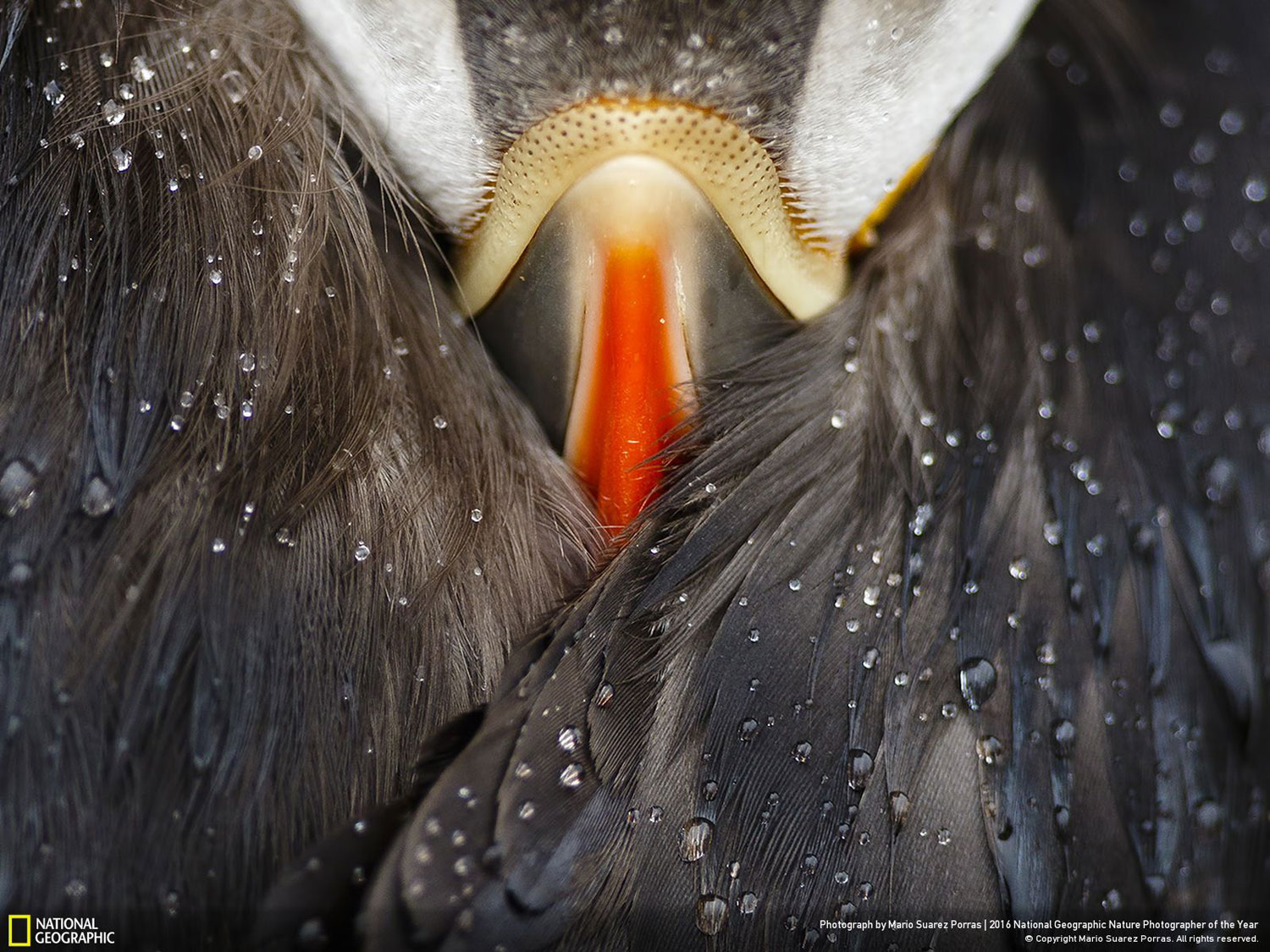 Puffin studio // Photo and caption by Mario Suarez Porras Puffin studio // Photo and caption by Mario Suarez Porras