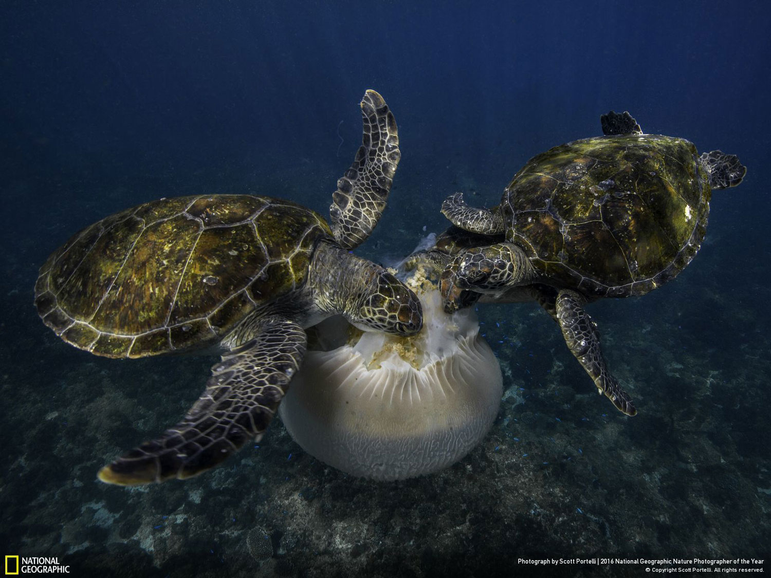 Jellyfish Feast // Photo and caption by Scott Portelli Jellyfish Feast // Photo and caption by Scott Portelli