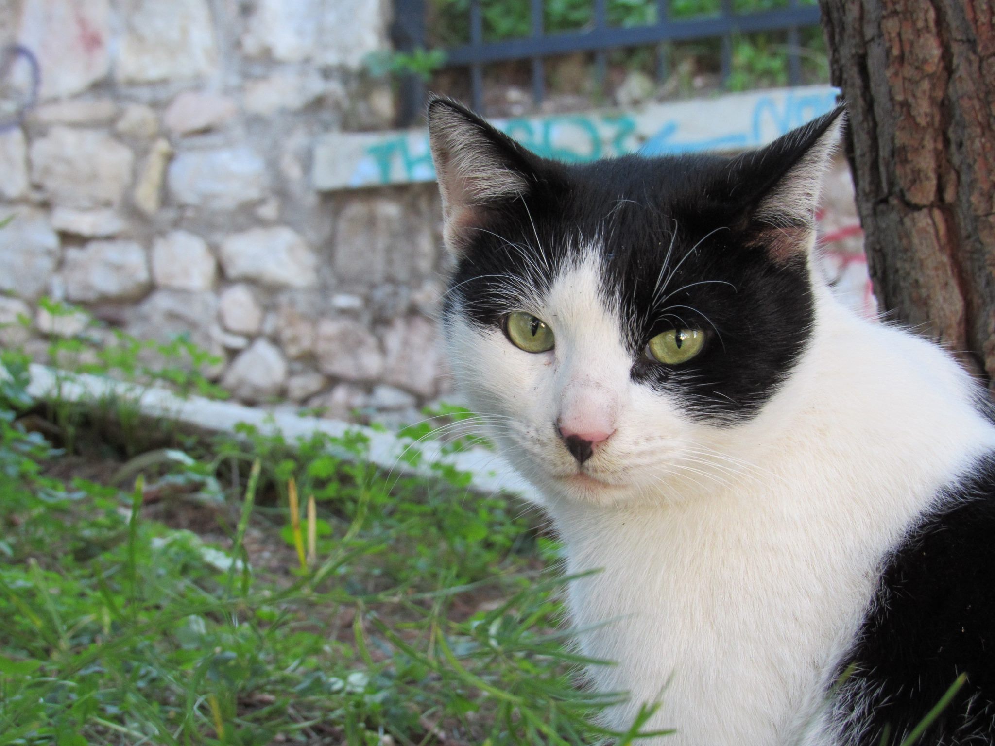 © George Mez / Αθηναία γάτα στα Αναφιώτικα