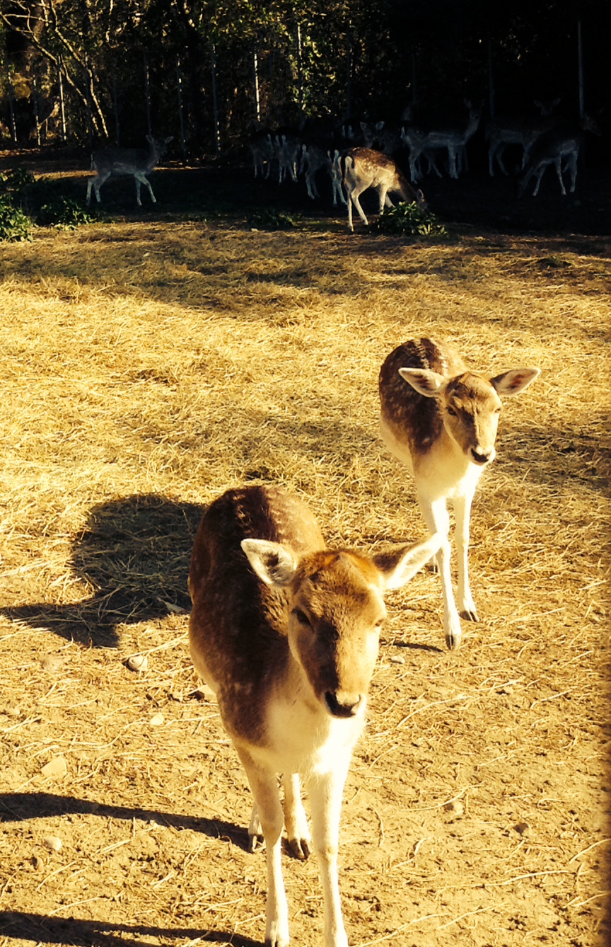 Αγρόκτημα Πινακάδες, γη της Αιτωλοακαρνανίας