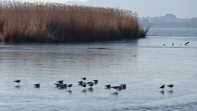 ΙΩΑΝΝΙΝΑ - ΠΑΓΩΜΕΝΑ ΤΜΗΜΑΤΑ ΤΗΣ ΛΙΜΝΗΣ ΠΑΜΒΩΤΙΔΑΣ