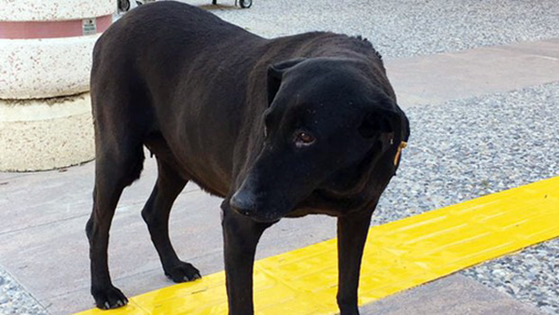 Ο «Χάτσικο» της Σμύρνης