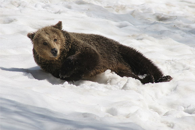Αρκτούρος Αρκτούρος