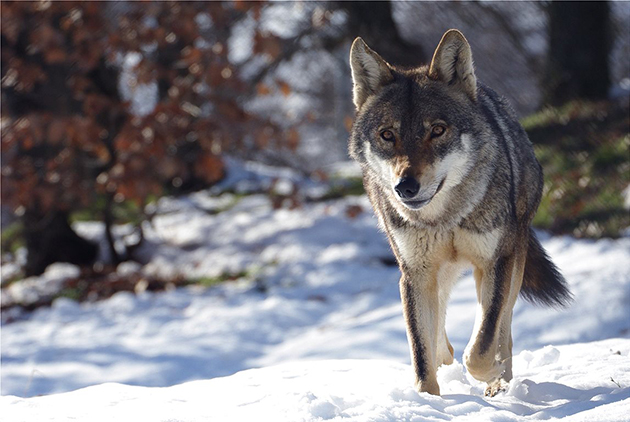 Αρκτούρος Αρκτούρος