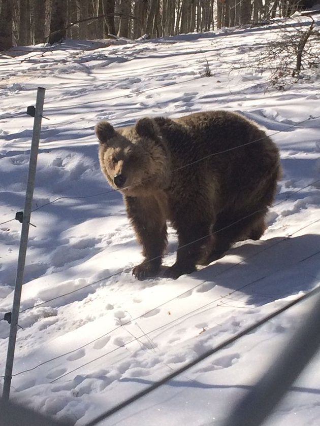 Αρκτούρος Αρκτούρος